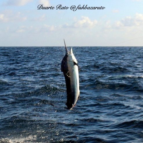 Read more about the article Black Marlin Double Header out of a triple…