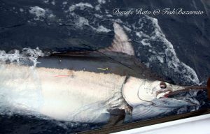 Read more about the article Tracking the heavyweights: Black Marlin Satellite Tagging Program