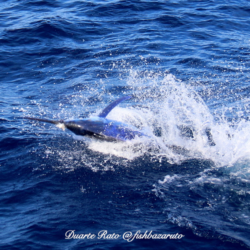 Read more about the article Harry´s first Black Marlin