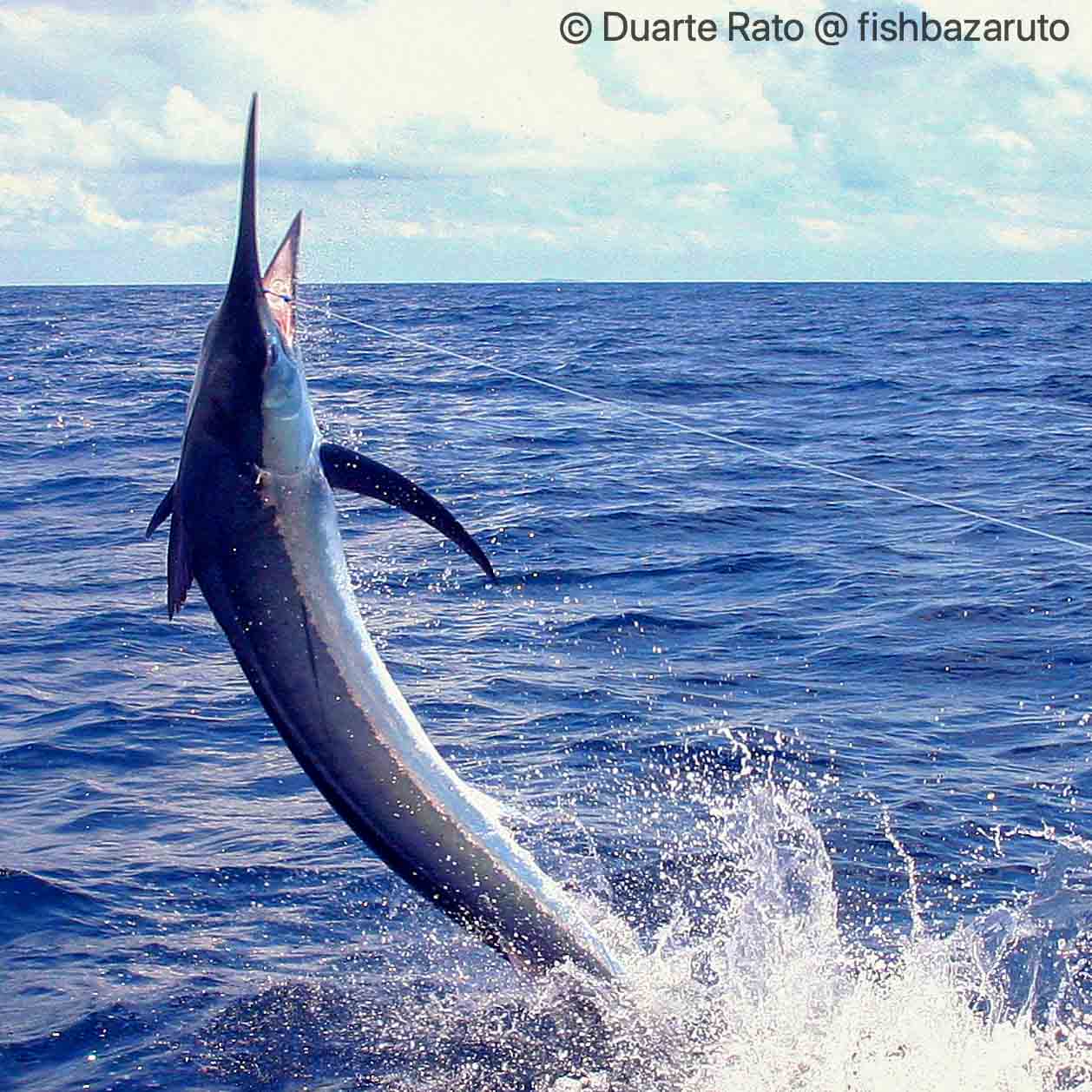 Read more about the article 2022 Marlin Season kicks off with FishBazaruto’s first scorecard posted