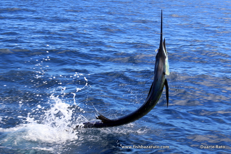 Double strike in the Bazaruto Archipelago with FishBazaruto.com