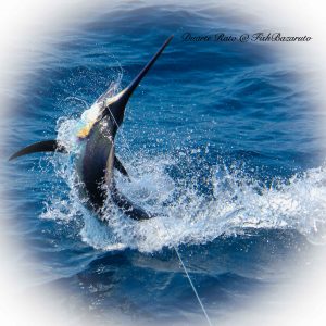 Read more about the article A marlin a day…with FishBazaruto.com