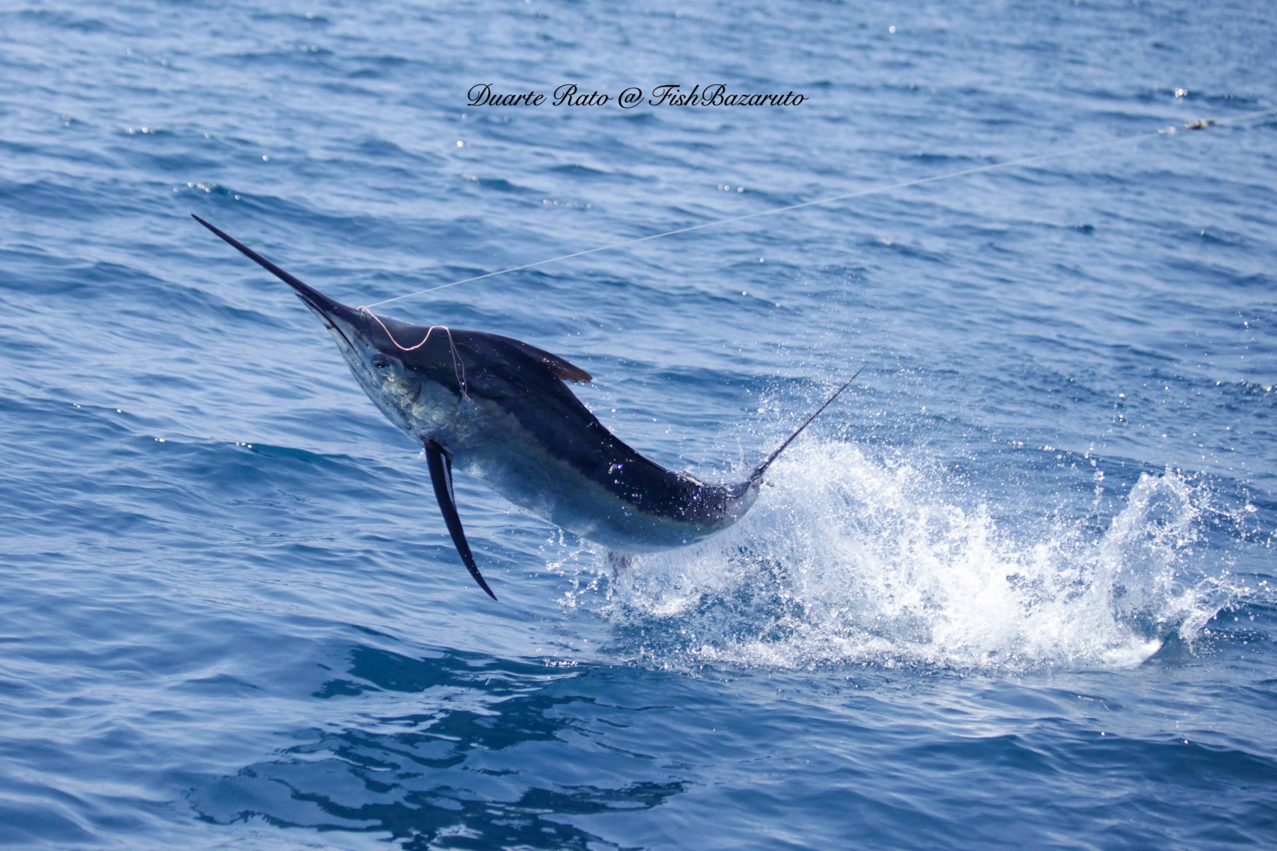 You are currently viewing Green water marlin on board Strenue at San Sebastian