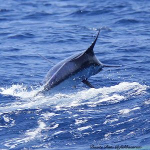 Read more about the article Claus Baelum’s hunt for his first marlin