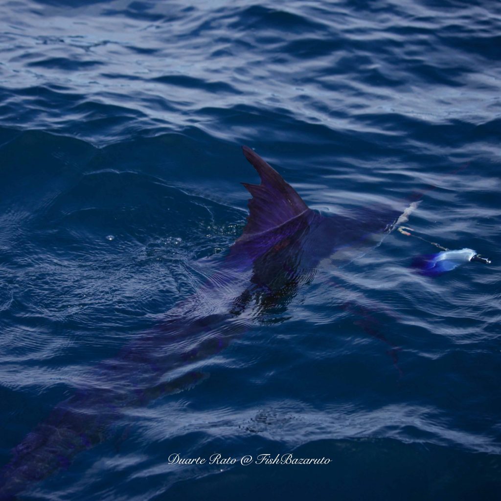 A striped marlin to start the day with FishBazaruto.com
