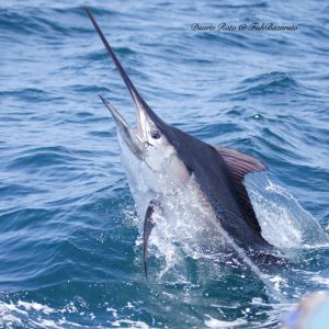 Read more about the article Bazaruto´s first Marlin Satellite Tag in!