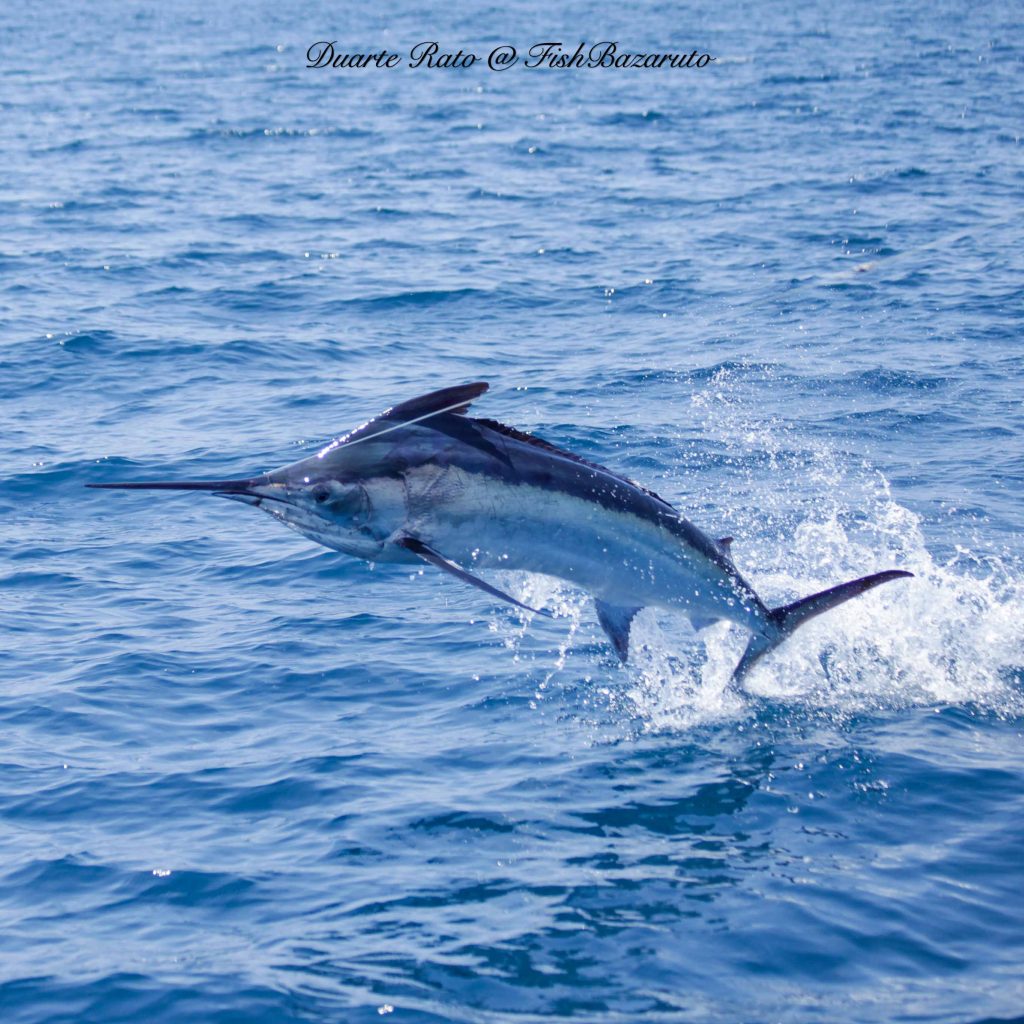 Beautiful Black Marlin jumping before being released