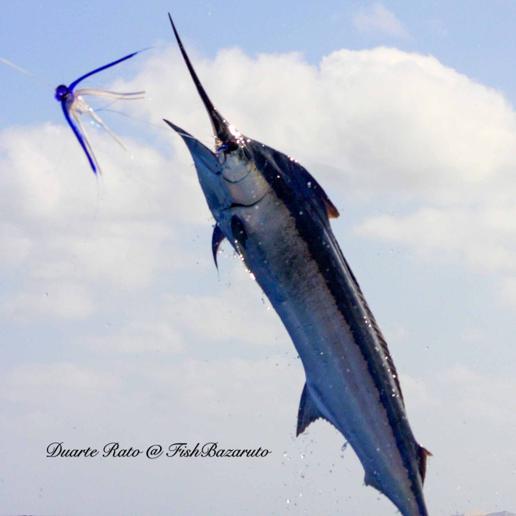 Bazaruto Black Marlin into the air