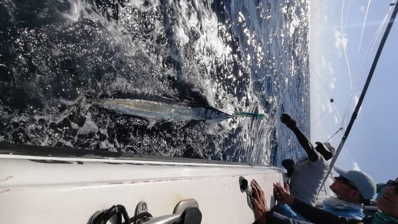 Shortbill spearfish by fishbazaruto.com recently May 2023