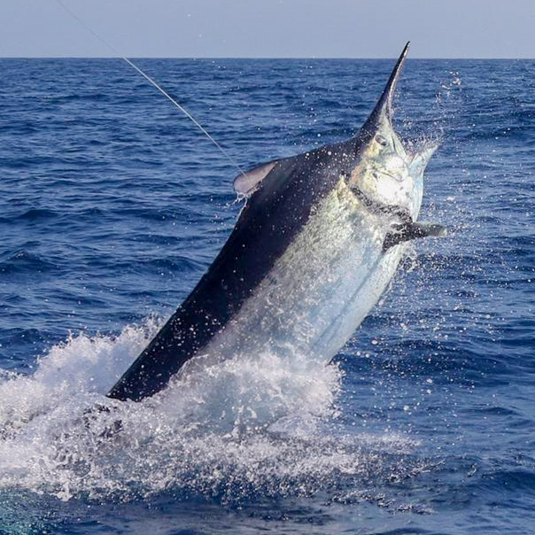 A giant Black Marlin estimated at well over a 1000 pounds – this fish which inhaled a large Skip bait was caught in early November 2022 after an hour and forty-minute fight!