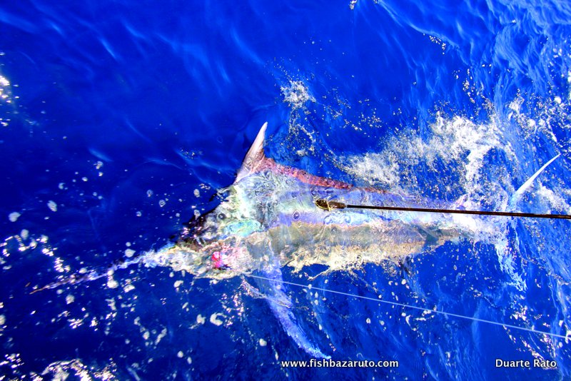 Read more about the article Bazaruto Rats – August´s Baby Black Marlin