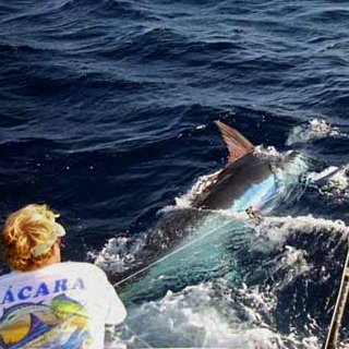 Steve O on the leader during the recent epic Azores Blue Marlin Bite