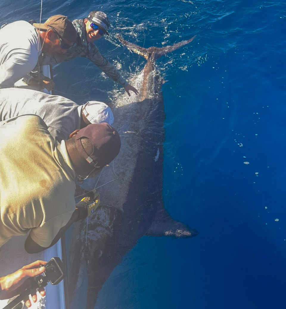 Read more about the article And the satellite tag goes into a 750 black marlin by Gazza Crabbe