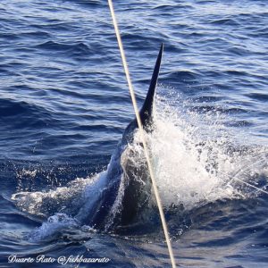 Read more about the article And a 650lb Black Marlin for Anton Jankowitz