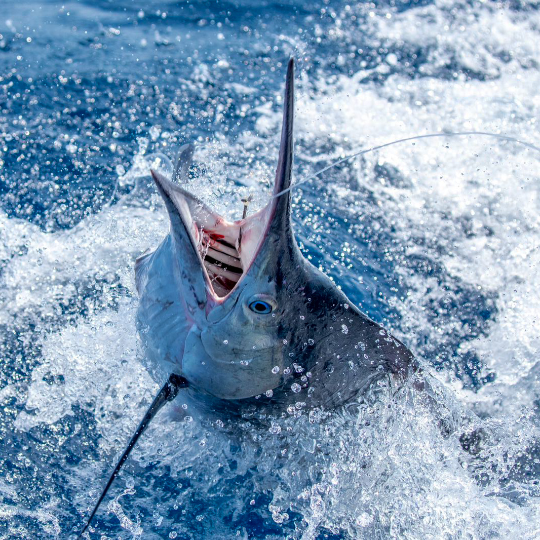 Read more about the article Marlin and sailfish fishing – Bazaruto Fishing Report – Nov ’23
