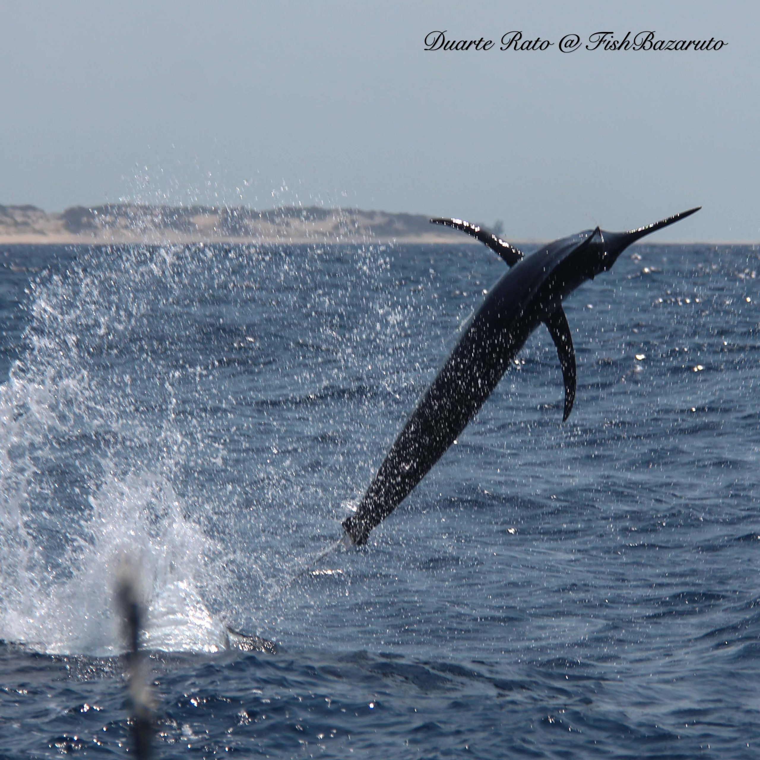 Read more about the article 3 From 3 epic black marlin fishing for Carl, Louwtjie and Peter
