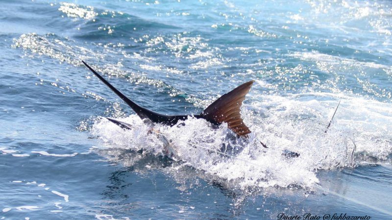 Benn Watts first Marlin Released