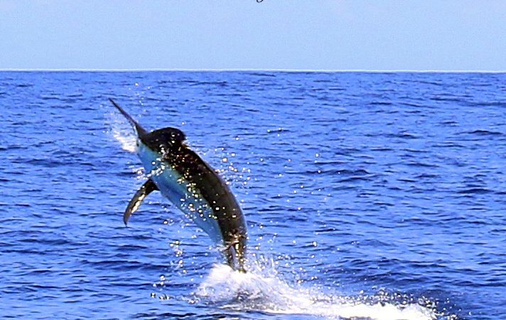 Daniels first black marlin release and other firsts