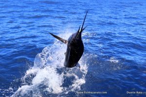 Read more about the article Bazaruto Light Tackle Season Update – May 2025