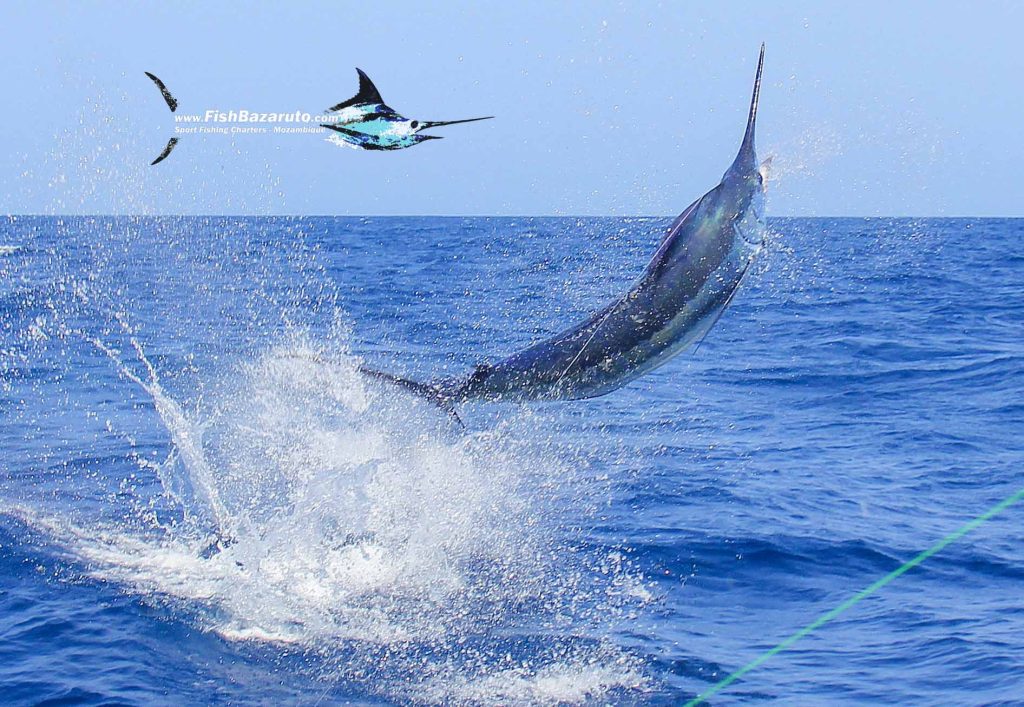 Linene in Winter means Blue Marlin and Amberjack