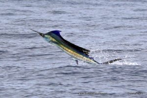 Read more about the article Early Winter Bite at Bazaruto