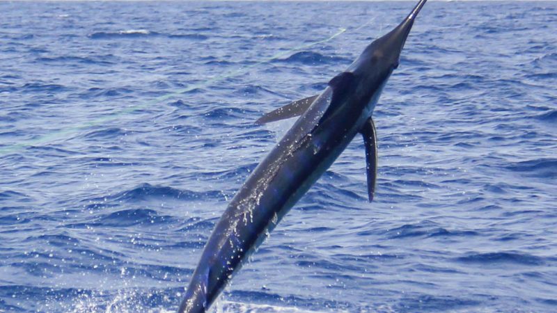 Winter Blue Marlin Bite, the Azores and heavy tackle Season…