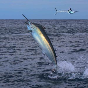 Read more about the article Vamizi on FIRE in Bazaruto This Week (Oct 25)