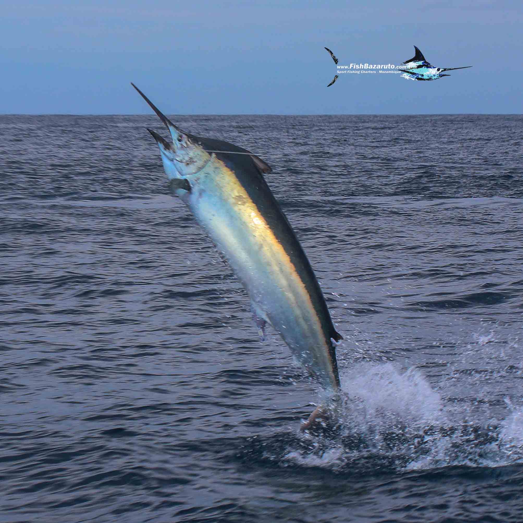 Read more about the article Vamizi on FIRE in Bazaruto This Week (Oct 25)