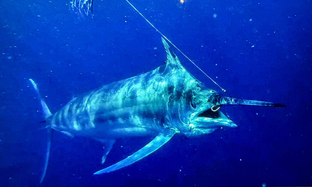 Bazaruto Fishing October '25 Season Update