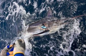 Read more about the article Short & Wet day produces another 2 Black Marlin