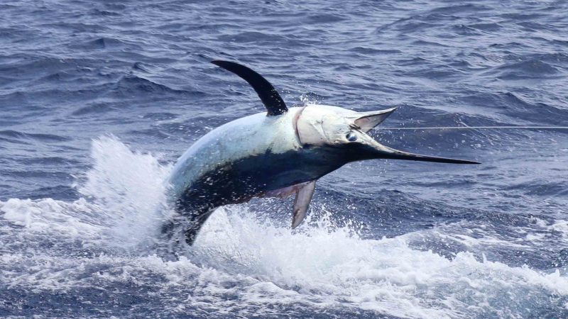 First Marlin in the chair for 12 year old Duarte