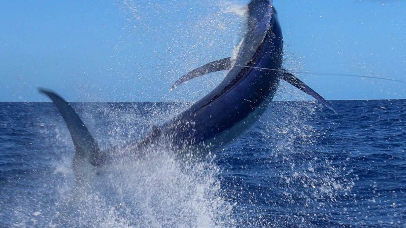 Carl finishes it off with a #600 Black Marlin