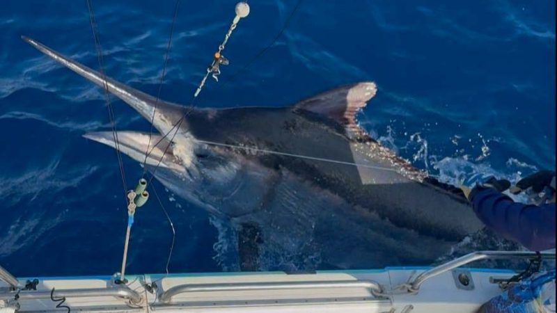 900 pound black marlin
