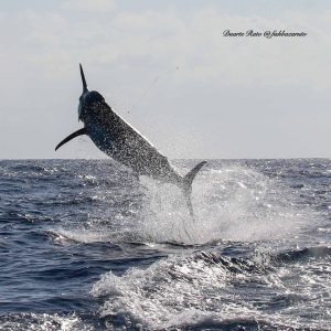 Read more about the article Marlin Report – Rainy weather and family business