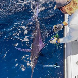 Read more about the article 3 – 8 Dec 2025 – Last days of an epic Marlin Season at Bazaruto