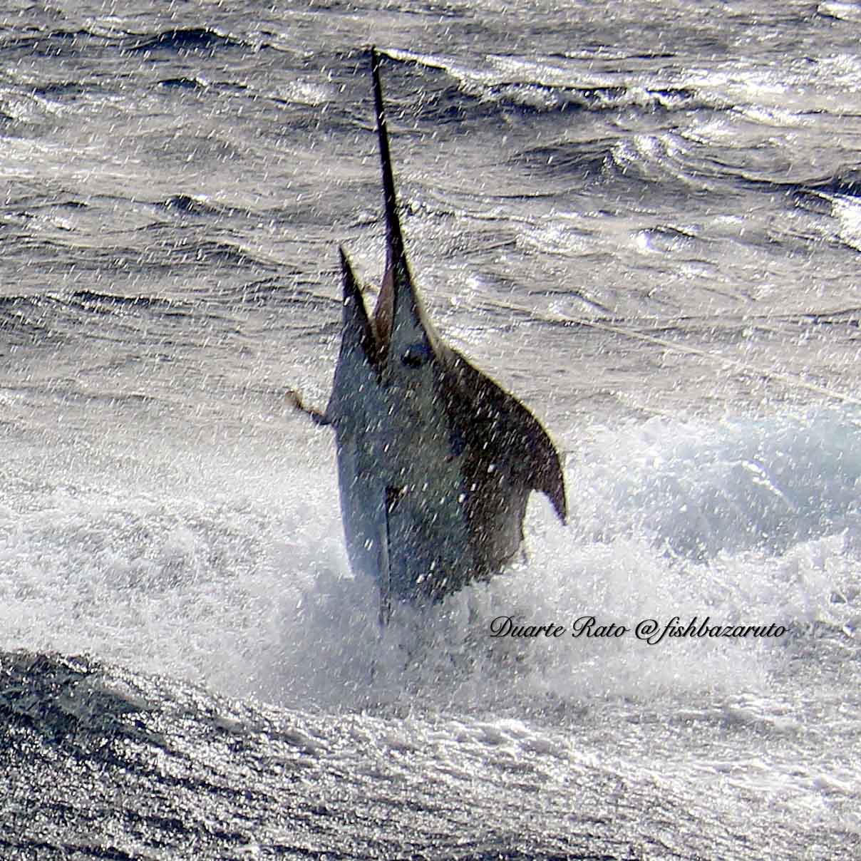 Read more about the article Persistence Pays: Chris Murphy’s 43-Year Marlin Dream Realized