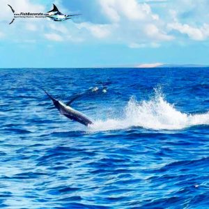 Read more about the article Vilanculos Blue Marlin, Black Marlin and Tuna Feast!