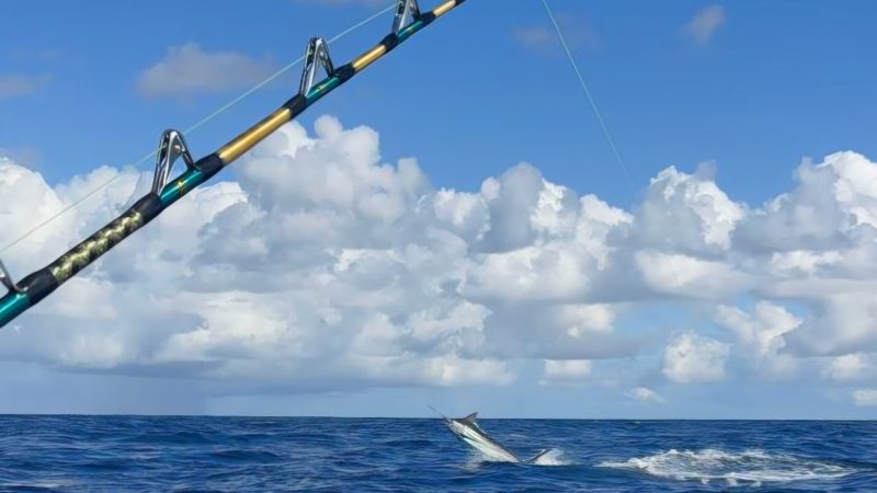 Blue Marlin Bite