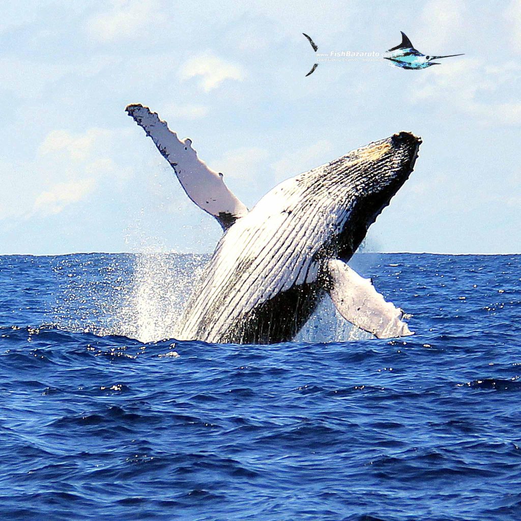 Bazarutos Humpbacks
