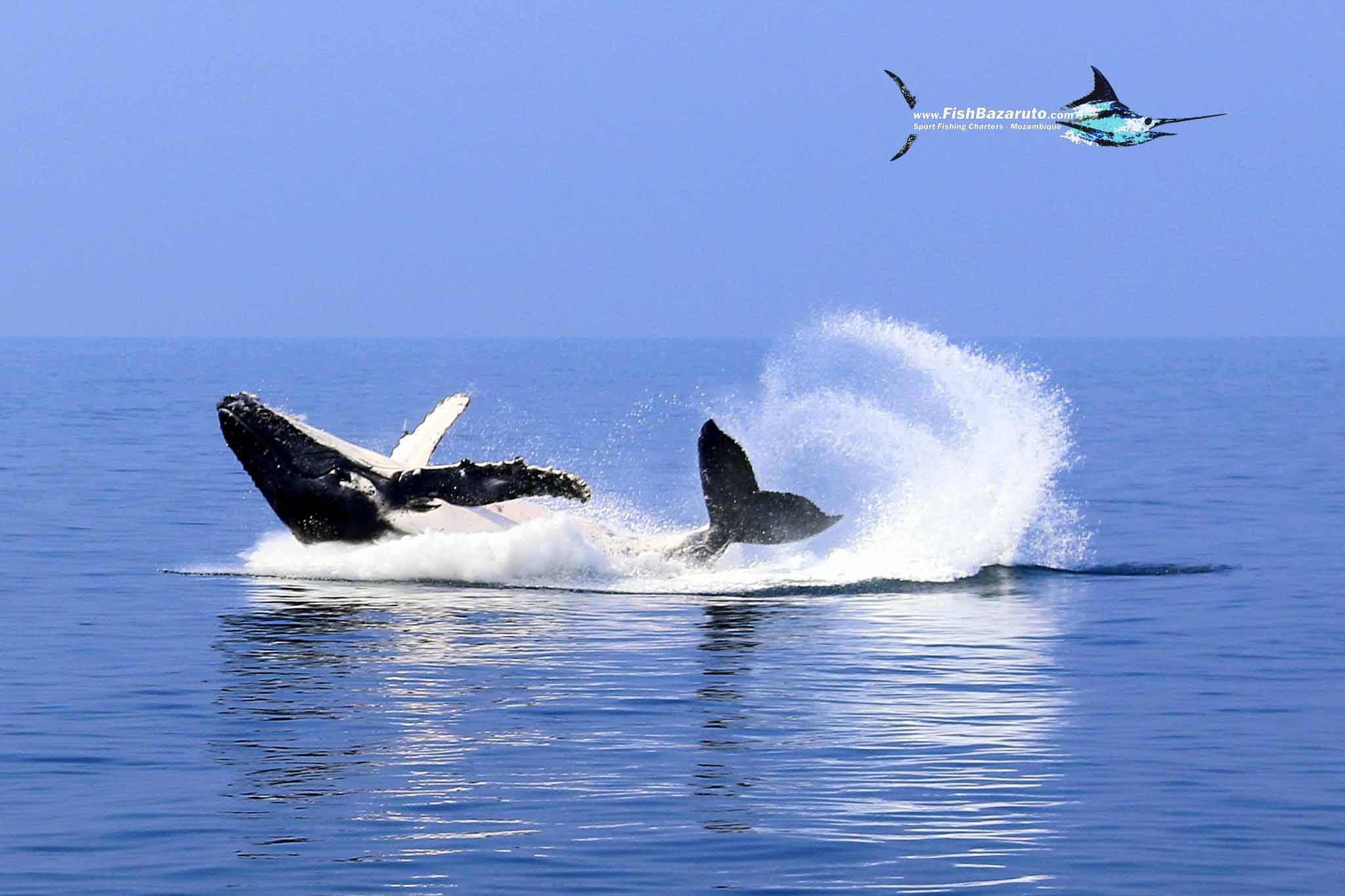 Read more about the article Bazarutos Ocean Safaris
