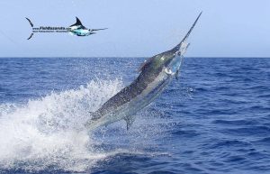 Read more about the article 8 from 13 on Linene Maiden Voyage