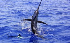 Read more about the article Mid-September crazy Marlin bite!