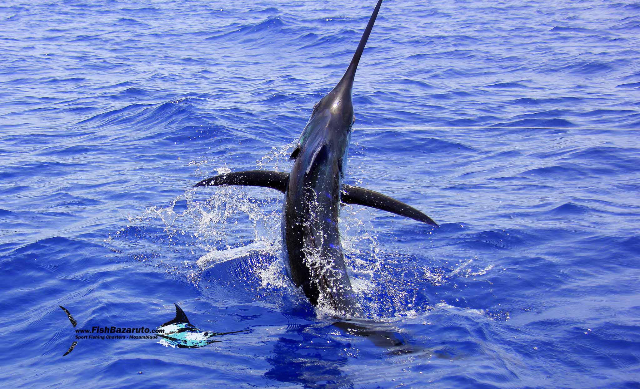 You are currently viewing Mid-September crazy Marlin bite!