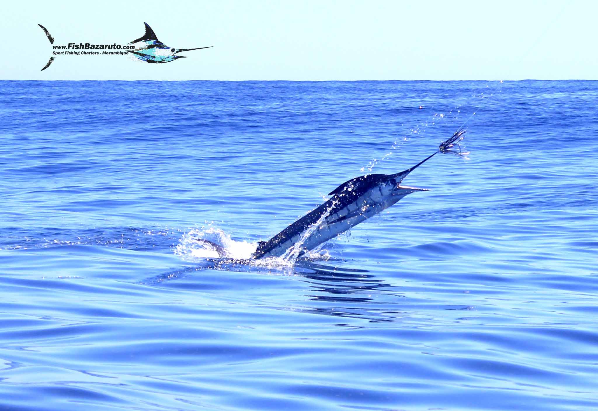 Alfredo Saraiva – 5 from 11 Marlin aboard VAMIZI